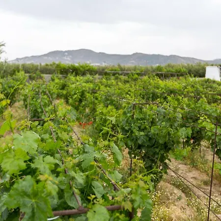 Naxos Cozy Vineyard Vakantiehuis *
